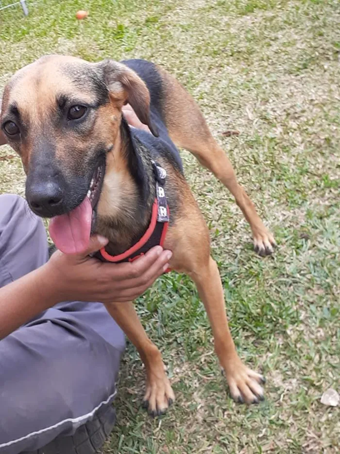 Cachorro ra a SRD-ViraLata idade 3 anos nome Bella