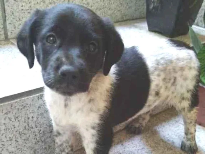 Cachorro ra a Vira lata  idade 2 a 6 meses nome Filhote sem nome