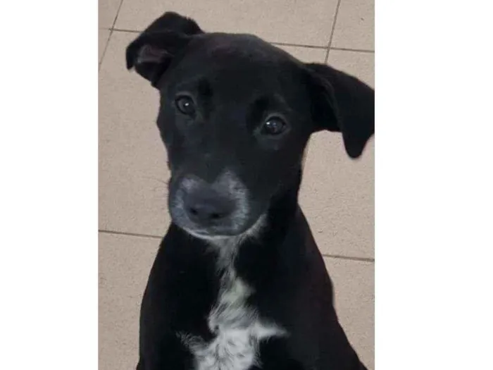 Cachorro raça Vira lata  idade 7 a 11 meses nome Bebel