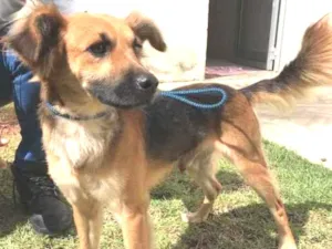 Cachorro raça Vira lata  idade 1 ano nome Zezinho 