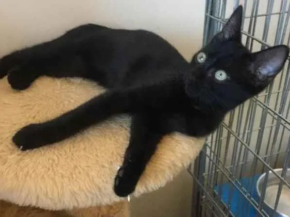 Gato ra a Srd idade 2 a 6 meses nome Billy