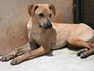 Cachorro raça Vira lata  idade 1 ano nome Alvaro 