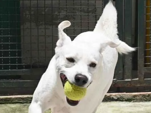 Cachorro raça Mestiço labrador idade 3 anos nome Ras