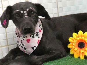 Cachorro raça SRD idade 3 anos nome Gavola