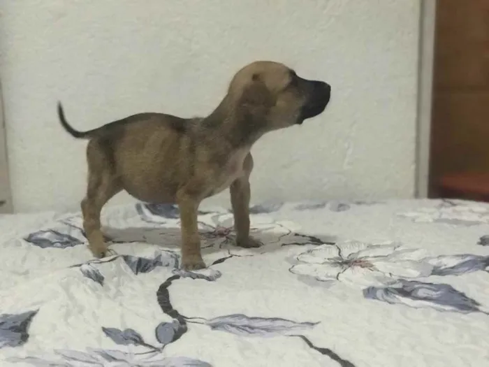 Cachorro raça Srd idade 2 a 6 meses nome Lala