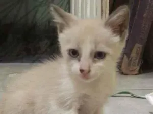 Gato raça SRD-ViraLata idade Abaixo de 2 meses nome Não tem
