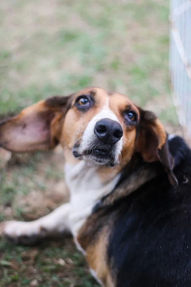 Cachorro ra a srd idade 6 ou mais anos nome Barão