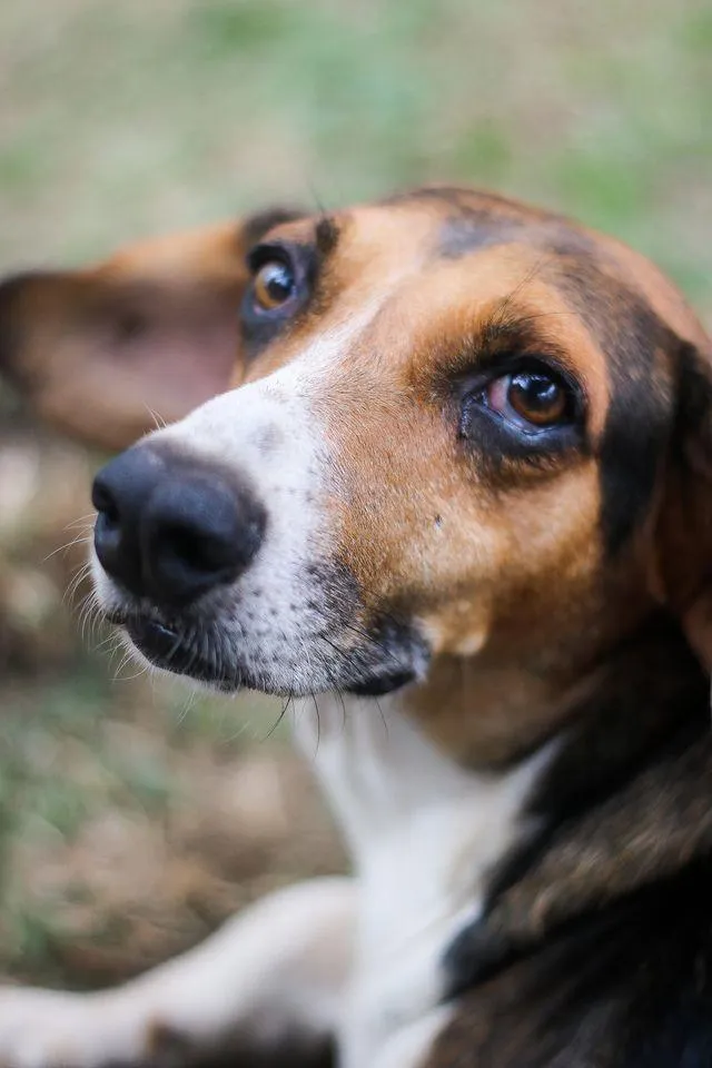 Cachorro ra a srd idade 6 ou mais anos nome Barão