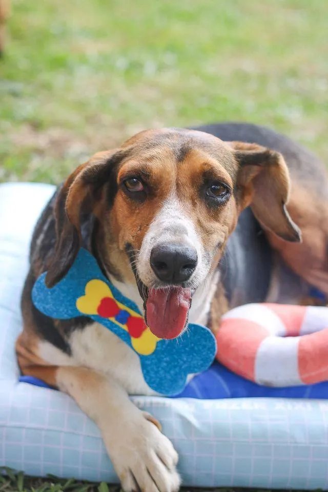 Cachorro ra a srd idade 6 ou mais anos nome Barão