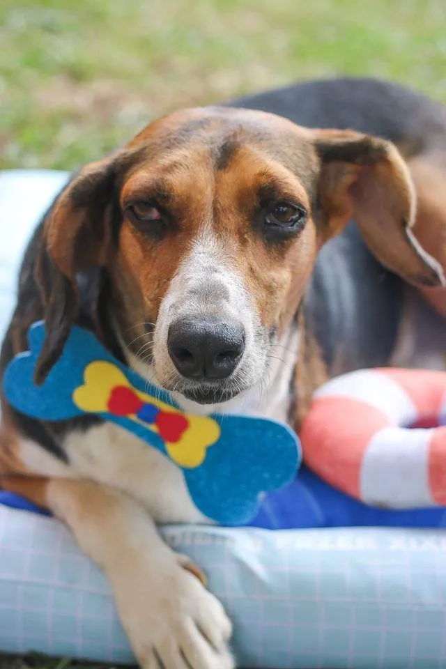 Cachorro ra a srd idade 6 ou mais anos nome Barão