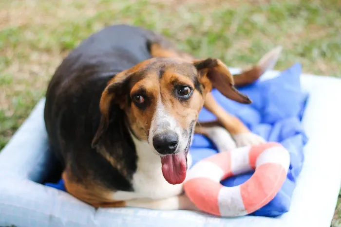 Cachorro ra a srd idade 6 ou mais anos nome Barão