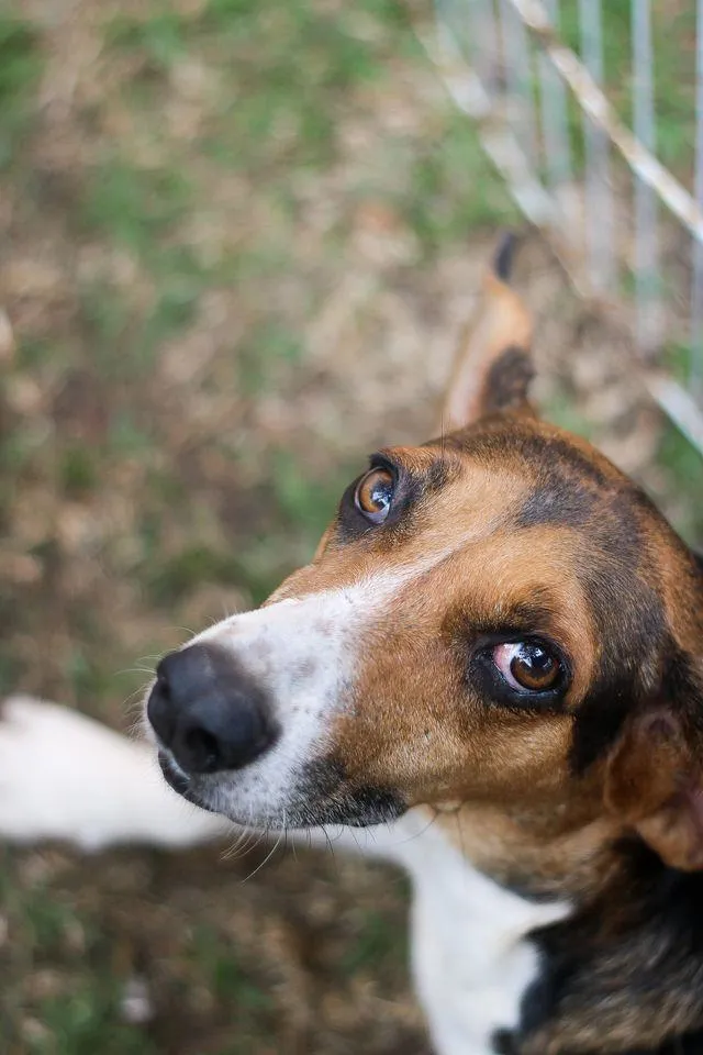 Cachorro ra a srd idade 6 ou mais anos nome Barão