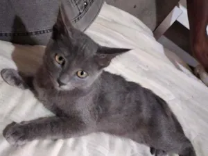 Gato raça Misturada idade 2 a 6 meses nome Sem nome 