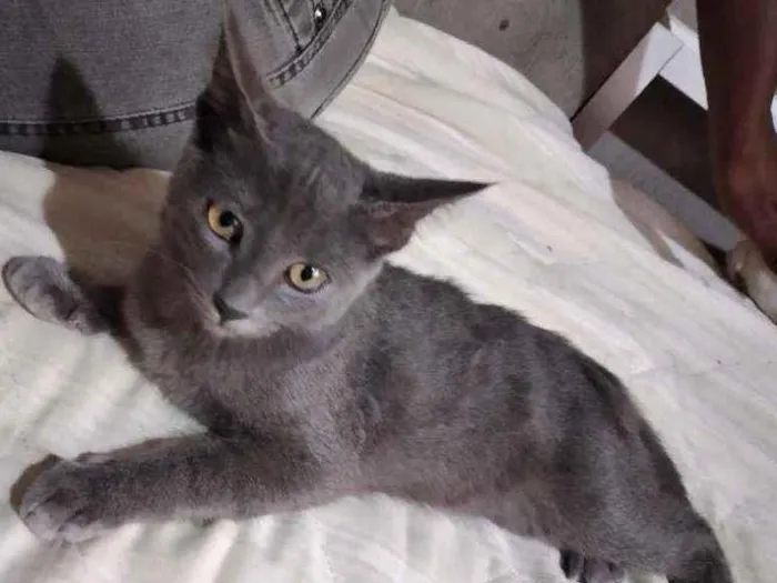 Gato ra a Misturada idade 2 a 6 meses nome Sem nome 