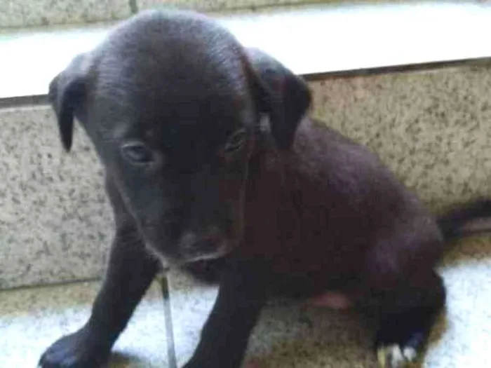 Cachorro ra a Vira lata idade 2 a 6 meses nome Filhote sem nome