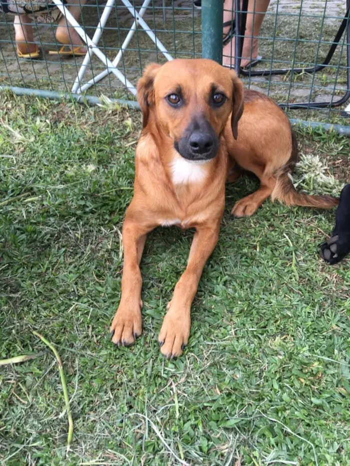 Cachorro ra a SRD idade 7 a 11 meses nome Gar