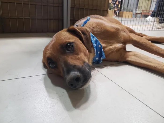 Cachorro ra a SRD idade 7 a 11 meses nome Gar