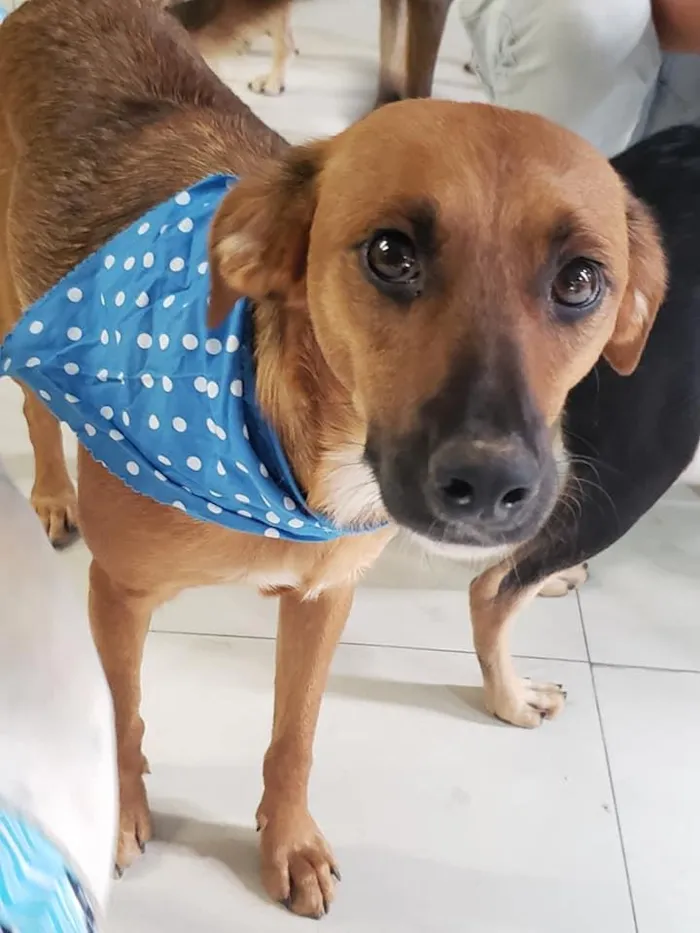 Cachorro ra a SRD idade 7 a 11 meses nome Gar
