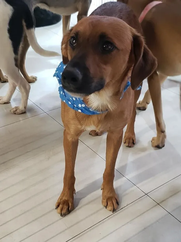 Cachorro ra a SRD idade 7 a 11 meses nome Gar