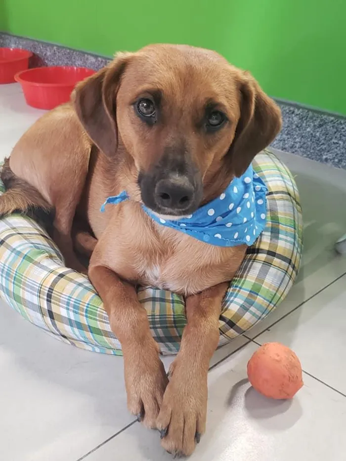 Cachorro ra a SRD idade 7 a 11 meses nome Gar