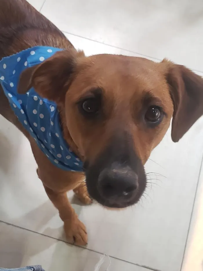 Cachorro ra a SRD idade 7 a 11 meses nome Gar