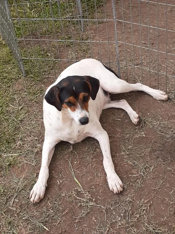 Cachorro ra a SRD idade 7 a 11 meses nome Cooner