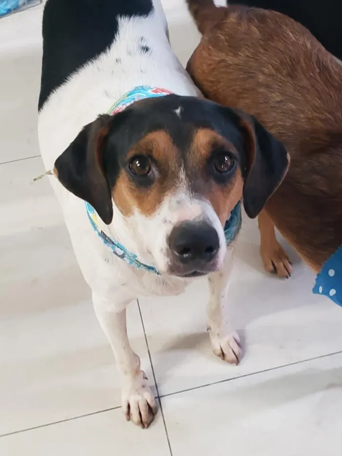 Cachorro ra a SRD idade 7 a 11 meses nome Cooner