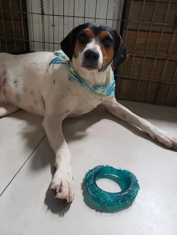 Cachorro ra a SRD idade 7 a 11 meses nome Cooner