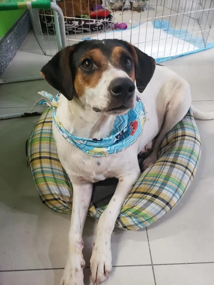 Cachorro ra a SRD idade 7 a 11 meses nome Cooner