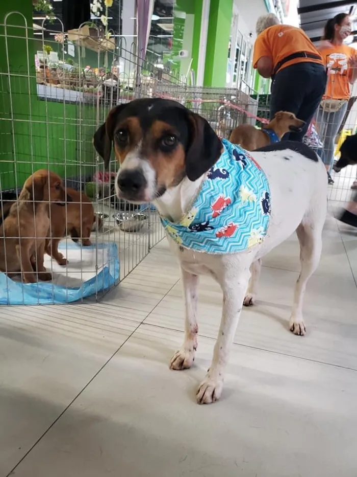 Cachorro ra a SRD idade 7 a 11 meses nome Cooner