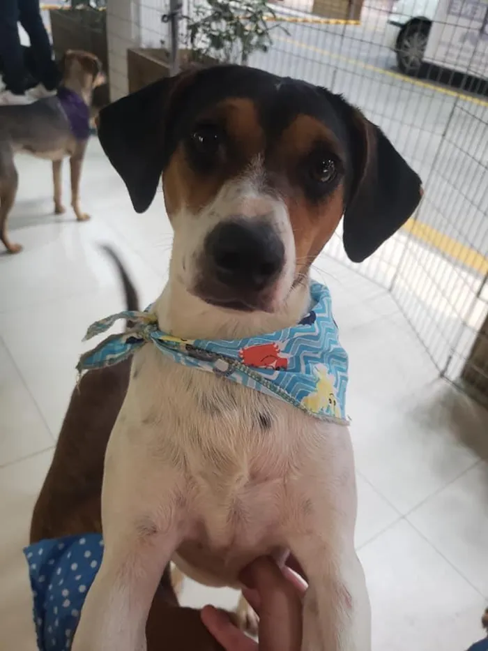 Cachorro ra a SRD idade 7 a 11 meses nome Cooner