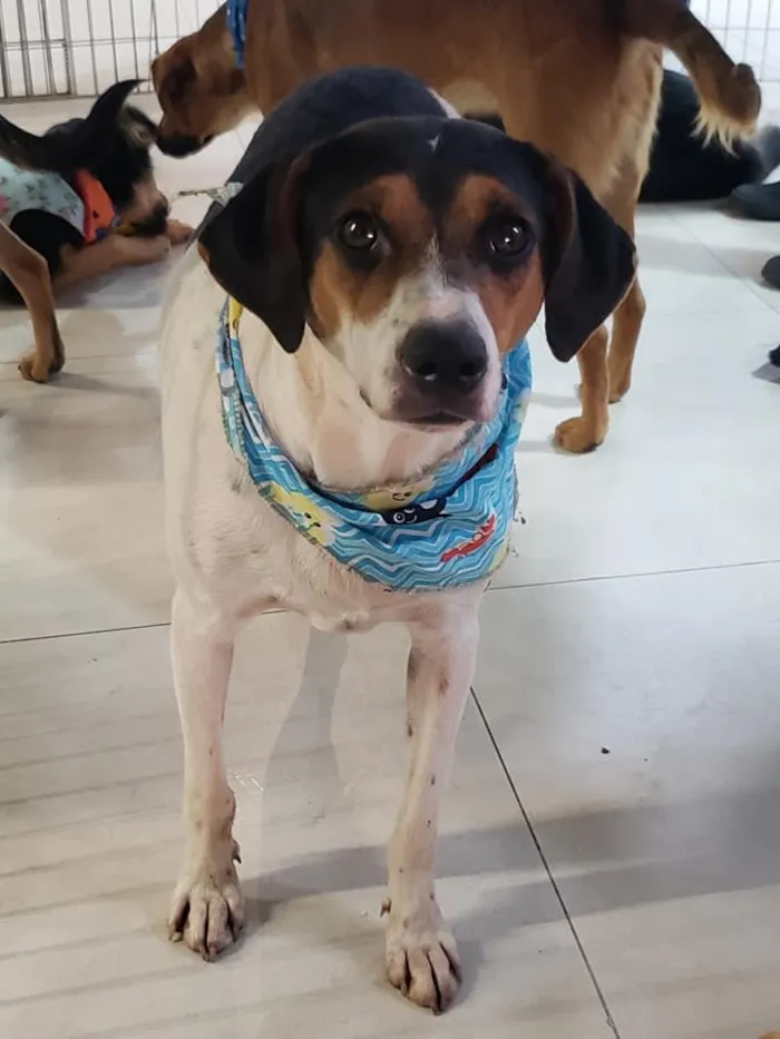 Cachorro ra a SRD idade 7 a 11 meses nome Cooner