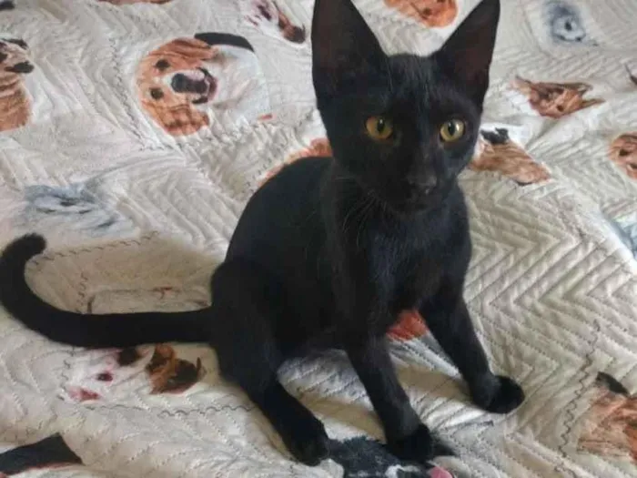 Gato ra a srd idade 2 a 6 meses nome Tom