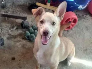 Cachorro raça SRD idade 7 a 11 meses nome Heitor