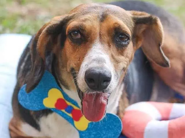 Cachorro ra a srd idade 6 ou mais anos nome Barão