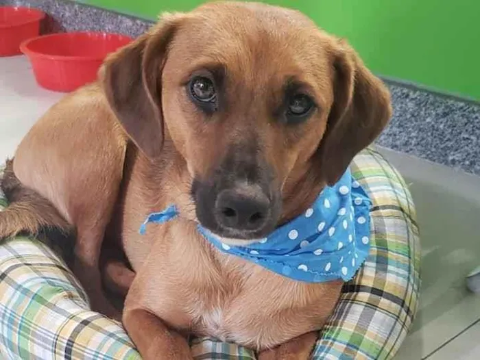 Cachorro ra a SRD idade 7 a 11 meses nome Gar