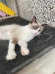 Tapioca 