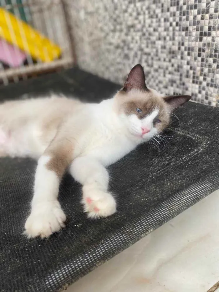 Gato ra a  idade 1 ano nome Tapioca 