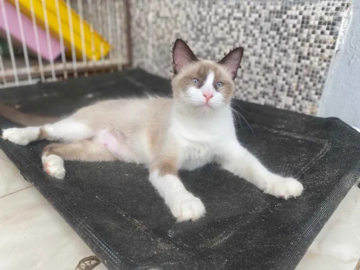 Gato ra a  idade 1 ano nome Tapioca 
