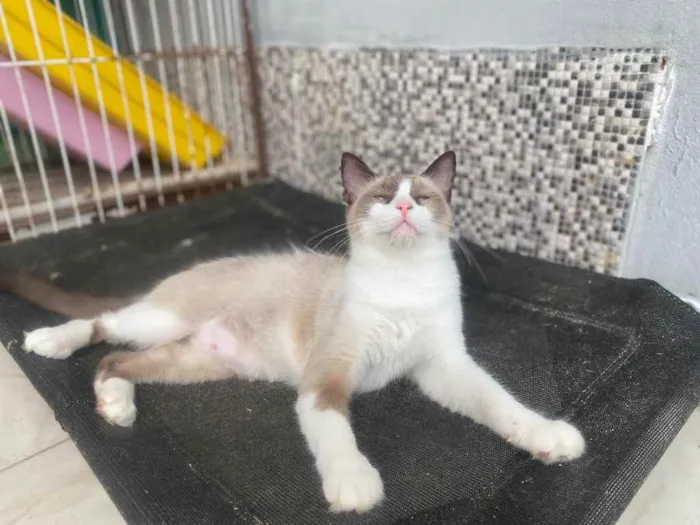 Gato ra a  idade 1 ano nome Tapioca 