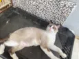 Tapioca 