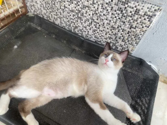 Gato ra a  idade 1 ano nome Tapioca 