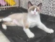 Tapioca 