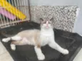 Tapioca 