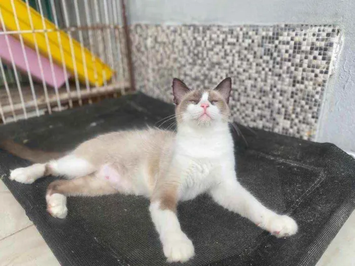 Gato ra a  idade 1 ano nome Tapioca 