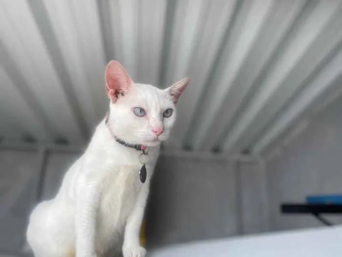 Gato ra a  idade 1 ano nome Baunilha 