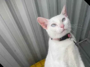 Gato raça  idade 1 ano nome Baunilha 