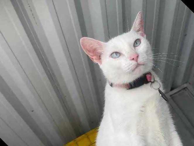 Gato ra a  idade 1 ano nome Baunilha 