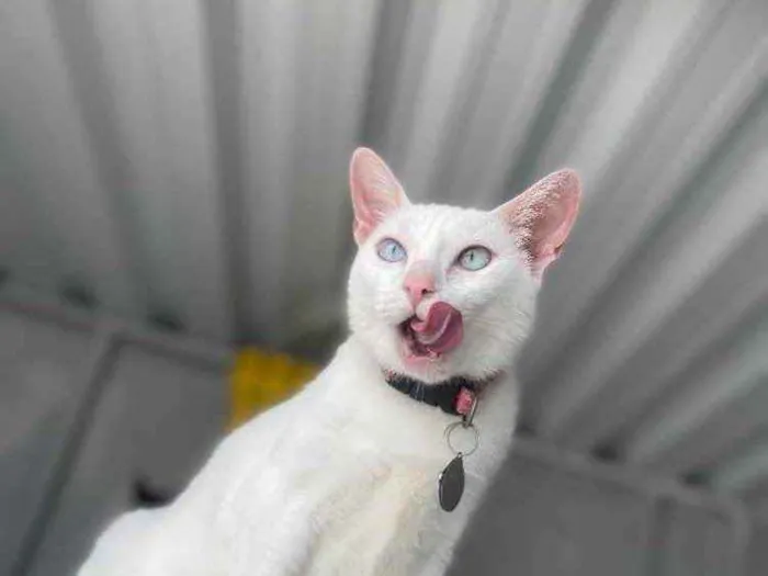 Gato ra a  idade 1 ano nome Baunilha 