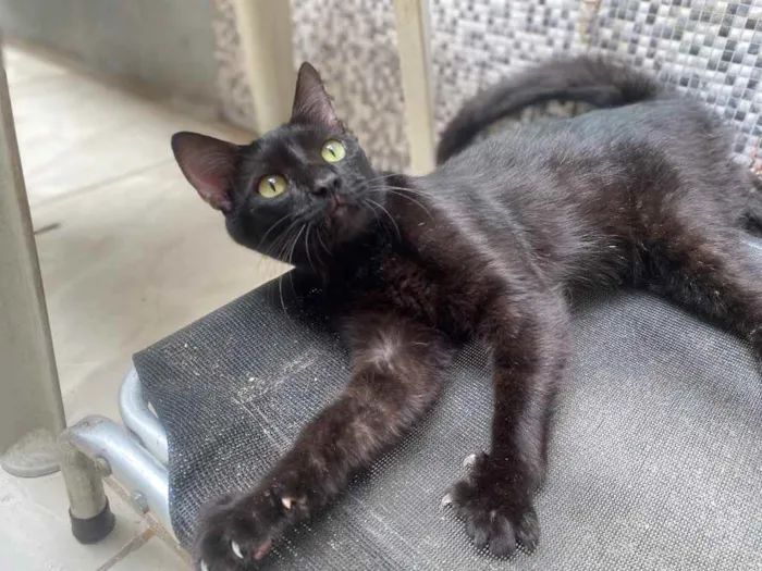 Gato ra a  idade 1 ano nome Bluuuuu